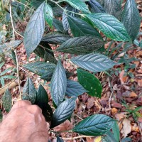 Gironniera parvifolia Planch.